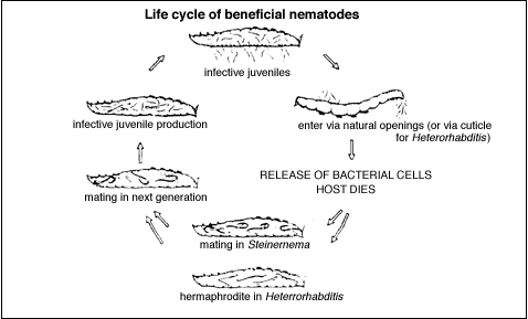 Nematode Lifecycle